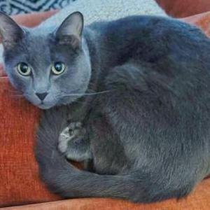 Lost Cat Sirius