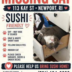 Image of Sushi, Lost Cat
