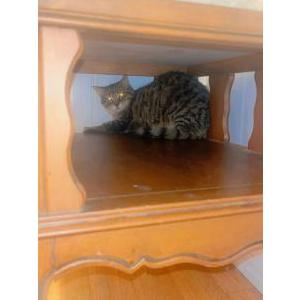 Image of Love, Lost Cat