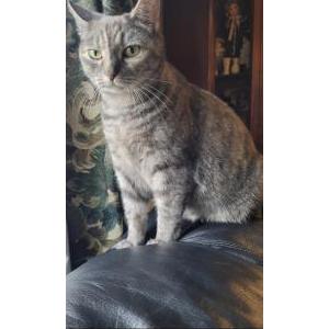 Image of Marci, Lost Cat