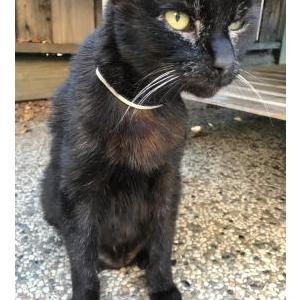 Image of Licorice, Lost Cat