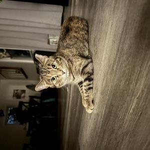 Lost Cat Mommas