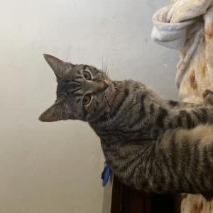 Image of Ziva, Lost Cat