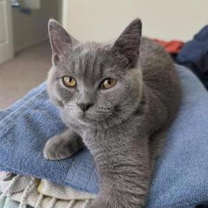 Image of Scotty, Lost Cat