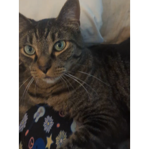 Image of Pantz, Lost Cat