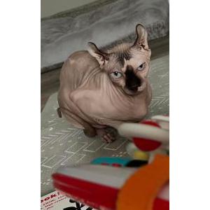 Image of Juniper, Lost Cat