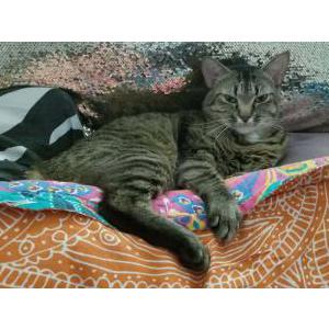 Image of Eevee, Lost Cat