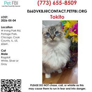 Lost Cat Tokito