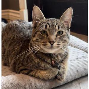 Image of Xander, Lost Cat