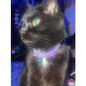 Image of Screams, Lost Cat