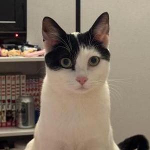 Lost Cat Junie