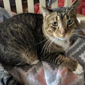 Lost Cat Taro