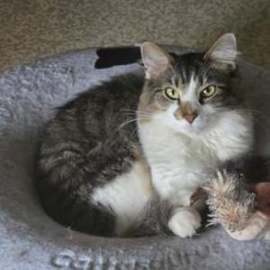 Image of Timmy, Lost Cat