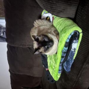 Image of Sahara, Lost Cat