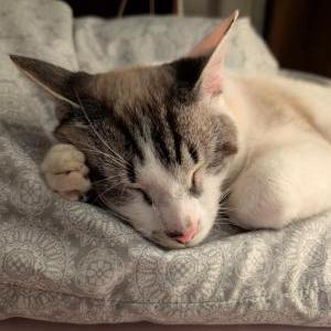 Image of Zeus, Lost Cat
