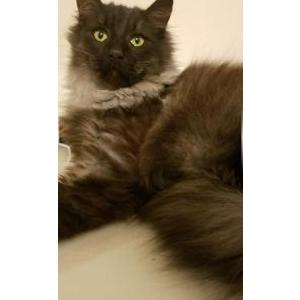 Image of Silver, Lost Cat