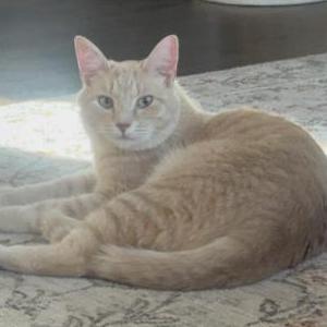 Image of Mango, Lost Cat