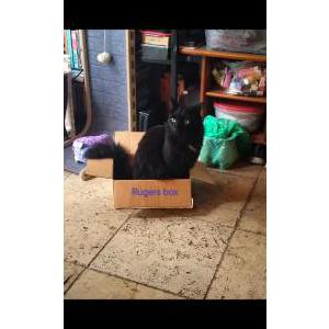 Image of Winchester, Lost Cat