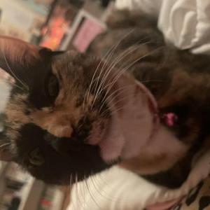 Image of Enoki, Lost Cat
