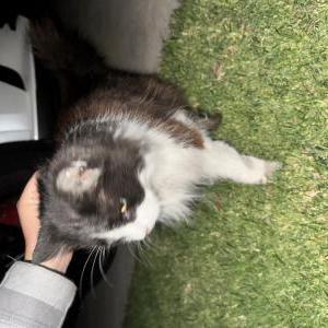 Found Cat Unsire