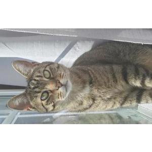 Image of Scraps, Lost Cat