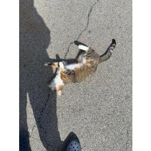 Image of Rosie, Lost Cat