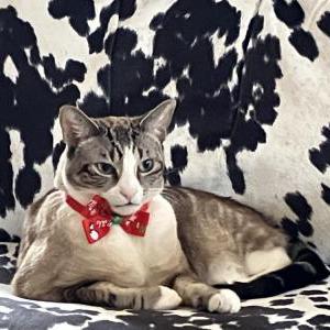 Image of Keats, Lost Cat