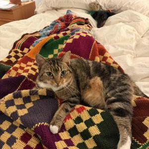 Image of Tiggy, Lost Cat