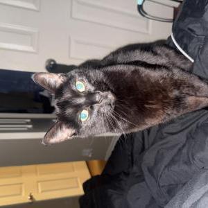 Image of Liddle One, Lost Cat