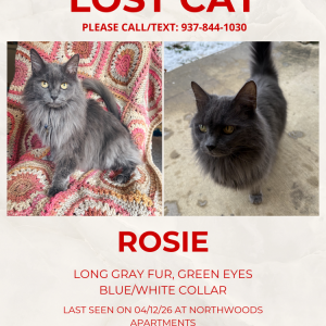 Lost Cat Rosie