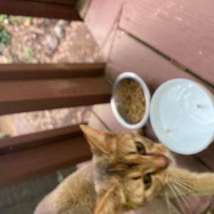 Image of Unknown, Found Cat