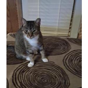Lost Cat TIGER