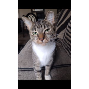 2nd Image of TIGER, Lost Cat