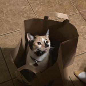Image of Freya, Lost Cat
