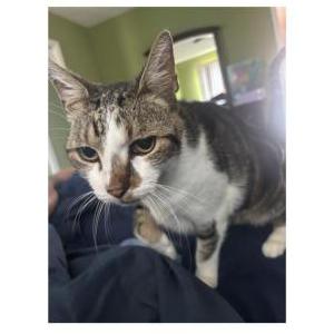Image of Jasper, Lost Cat