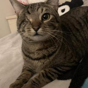 Image of Unknown, Lost Cat