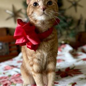 Image of Irwin, Lost Cat