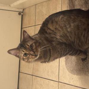 Lost Cat Stripes
