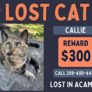 Image of Calli, Lost Cat