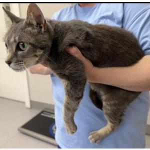 Image of Unknown, Found Cat
