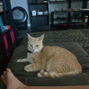 Image of Dutchess, Lost Cat