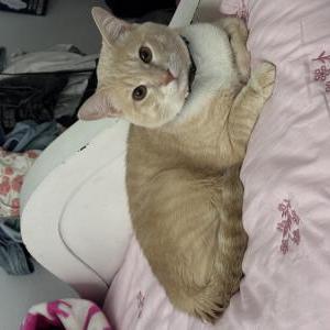 Image of Butter, Lost Cat