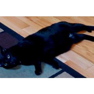 Image of Calvin, Lost Cat