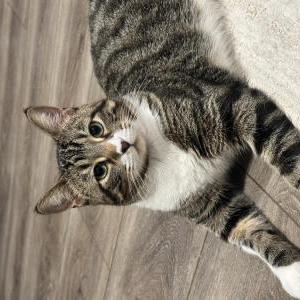 Lost Cat Pluto