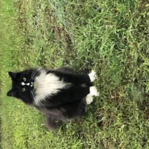 Image of Oreo, Lost Cat