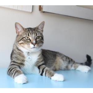 Image of Merry, Lost Cat