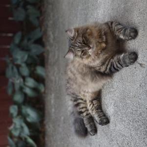 Lost Cat Milo