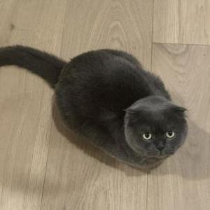 Image of Romeo, Lost Cat