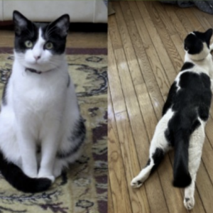 Lost Cat Ori