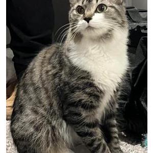 Image of Cammy, Lost Cat